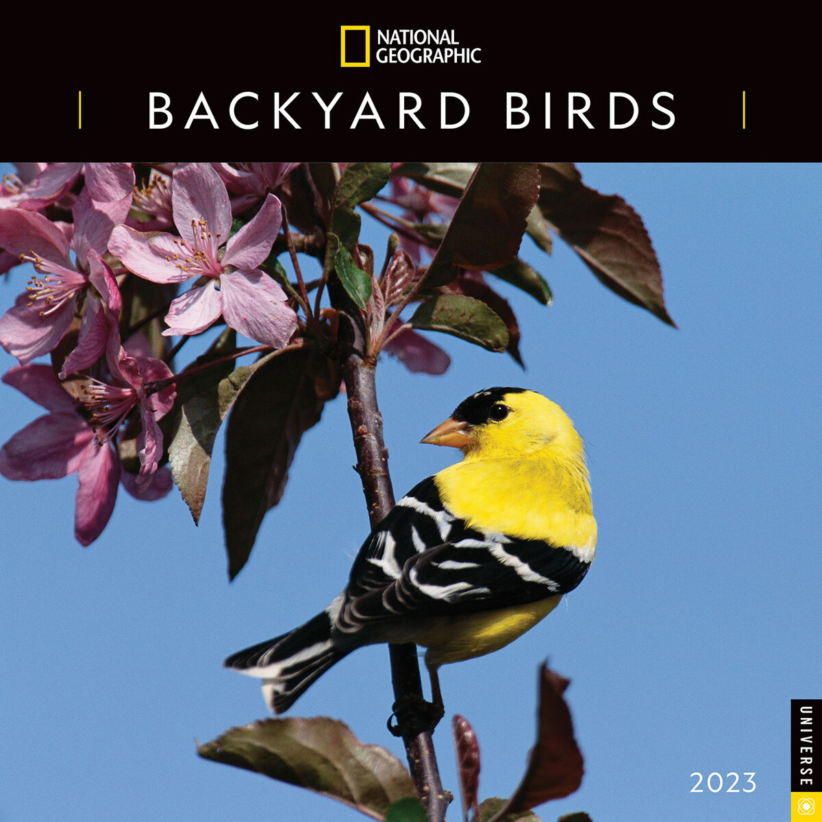 National geographic backyard birds 2023 wall calendar calendars 
