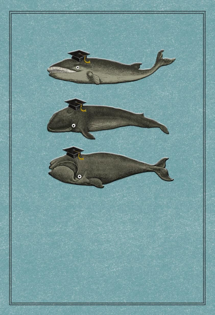 Whale, Whale, Whale Funny Graduation Card