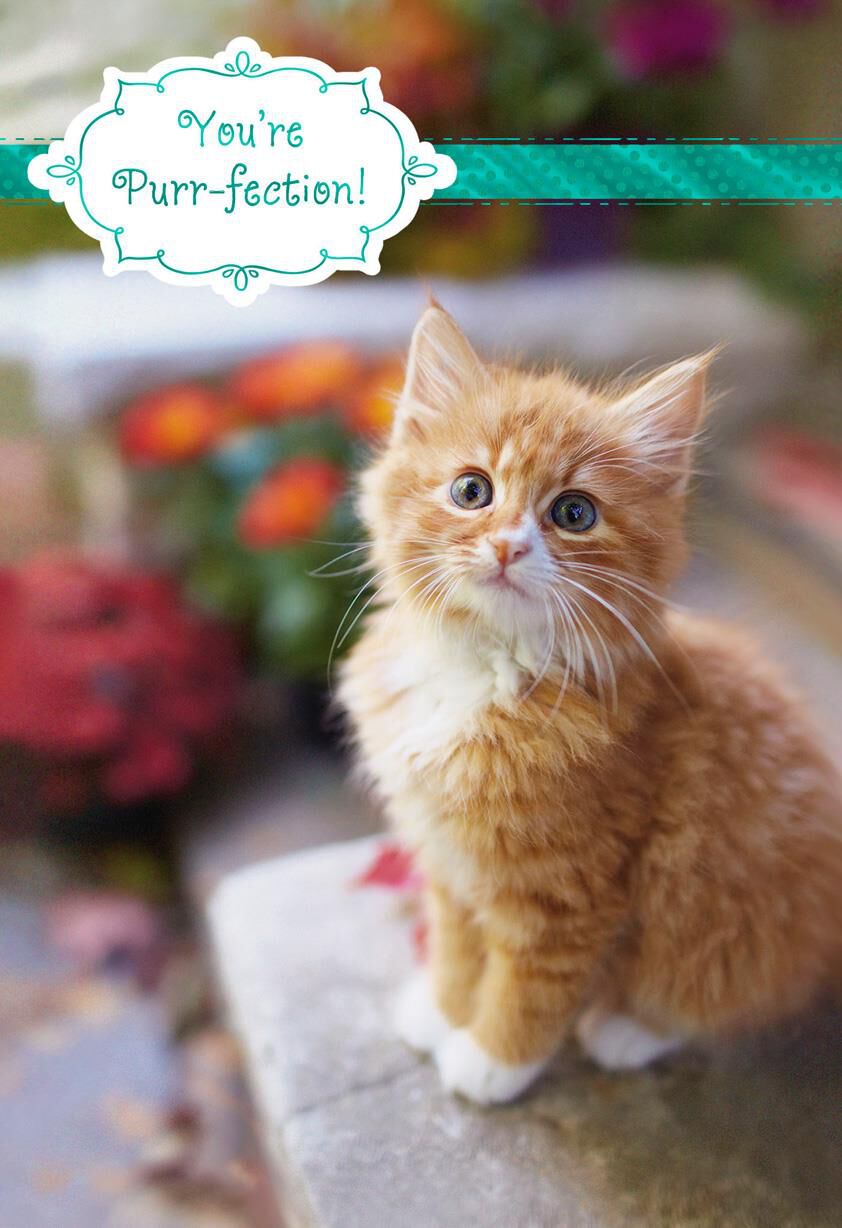 Orange Tabby Purr-fection Birthday Card