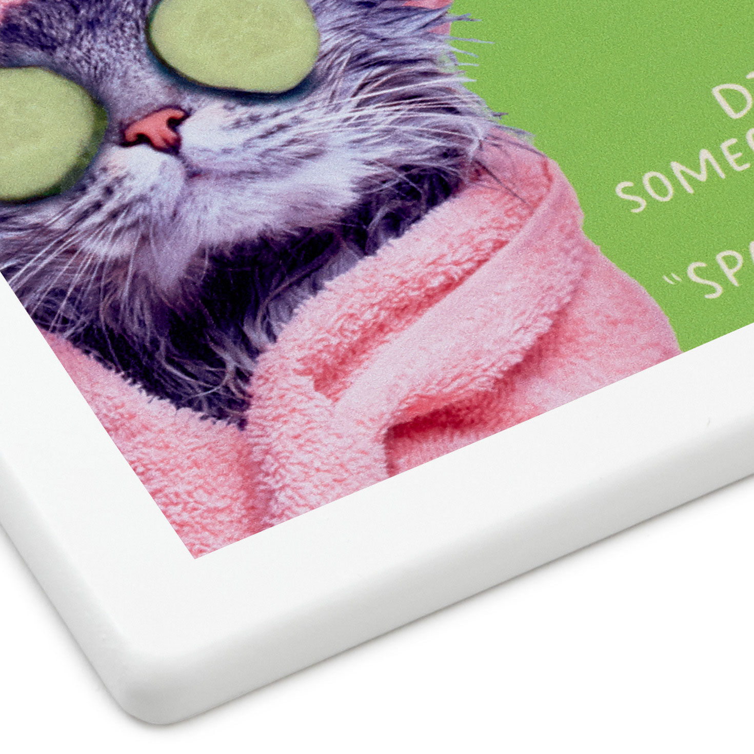 Pampered Cat Photo Funny Coaster for only USD 6.99 | Hallmark