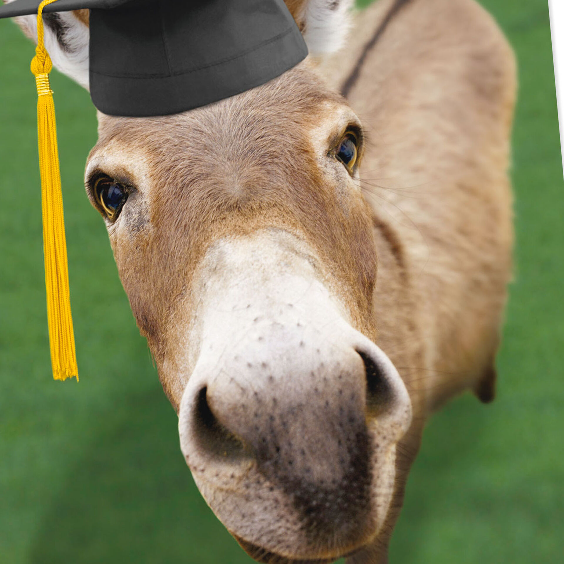 Donkey in Grad Cap Funny Graduation Card - Greeting Cards - Hallmark