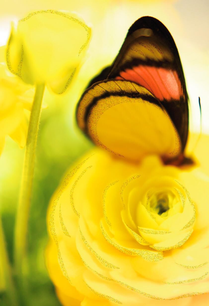 Butterfly on Yellow Flower Blank Card