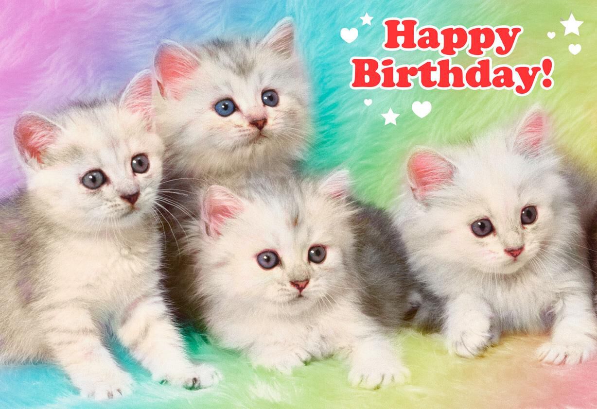 Extremely Cute Kittens Funny Birthday Card