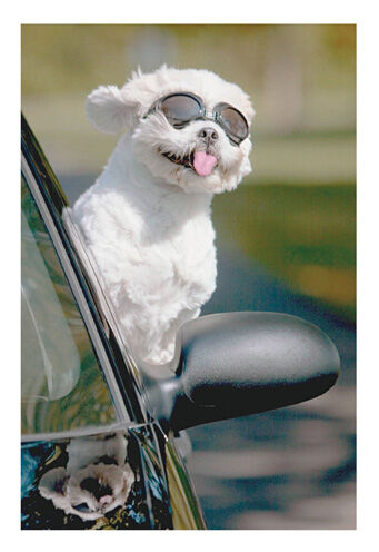 Breezy Dog Just Because Card