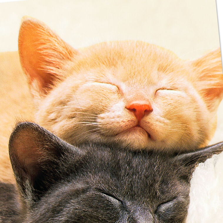 Cat Nine Lives Together Love Card Card Front Detail image number 4