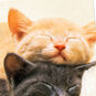 Cat Nine Lives Together Love Card Card Front Detail image number 4