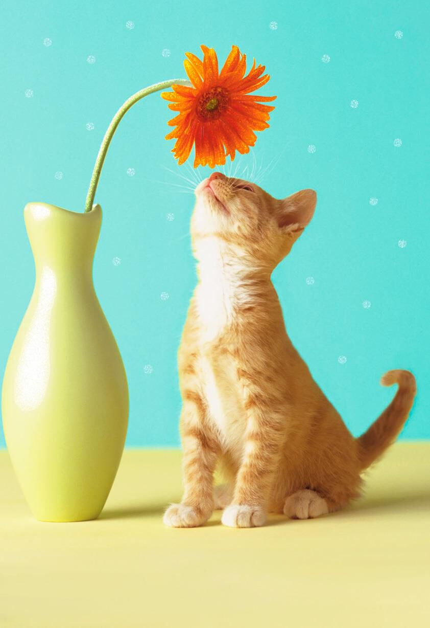 Kitten With Flower Blank Card