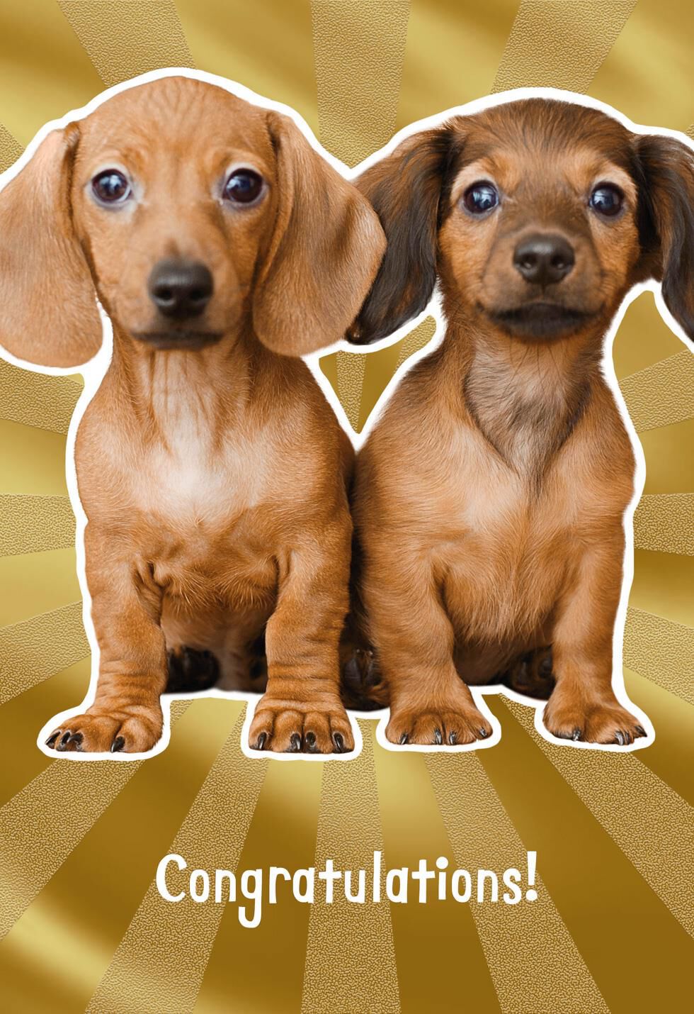 Wiener Dog Wedding Card