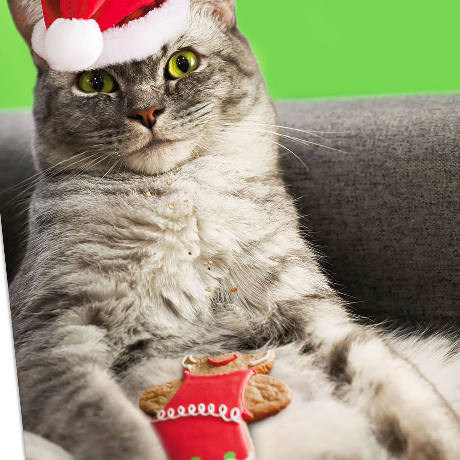 Cat in Santa Hat With Cookies Funny Christmas Card Card Front Detail image number 4