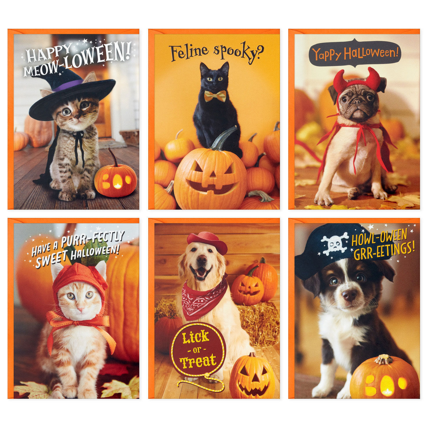 Pet Puns Boxed Halloween Cards Assortment, Pack of 48 Boxed Cards