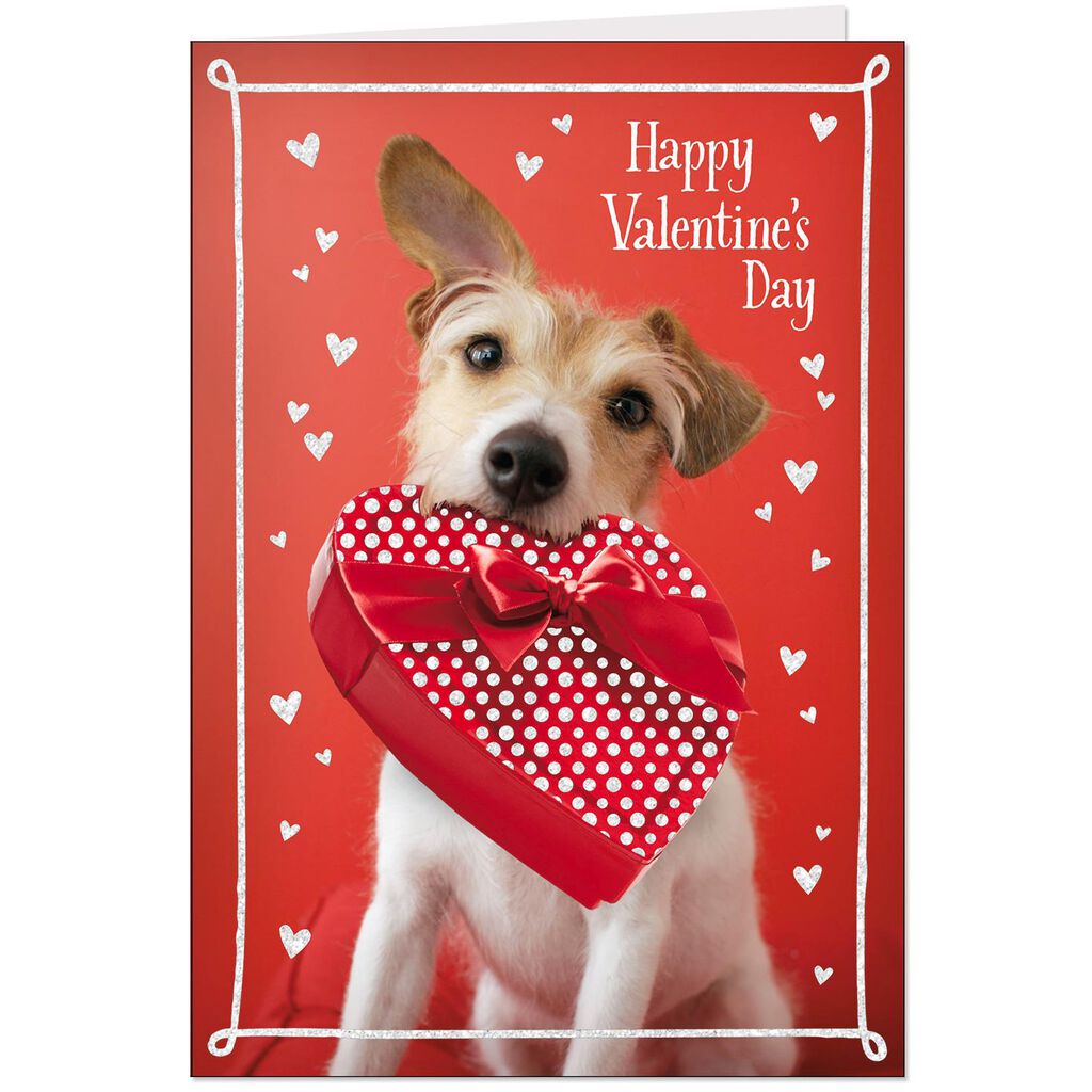 Dog With Hearts Valentines Day Card Pack Of 10