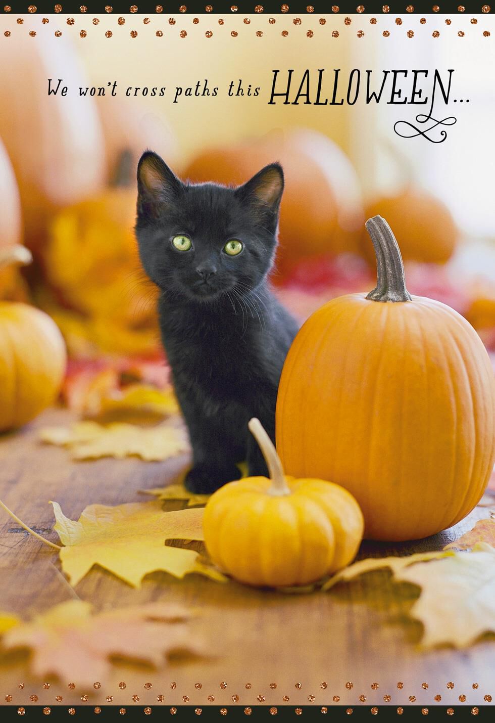 Across the Miles Cat and Pumpkin Halloween Card