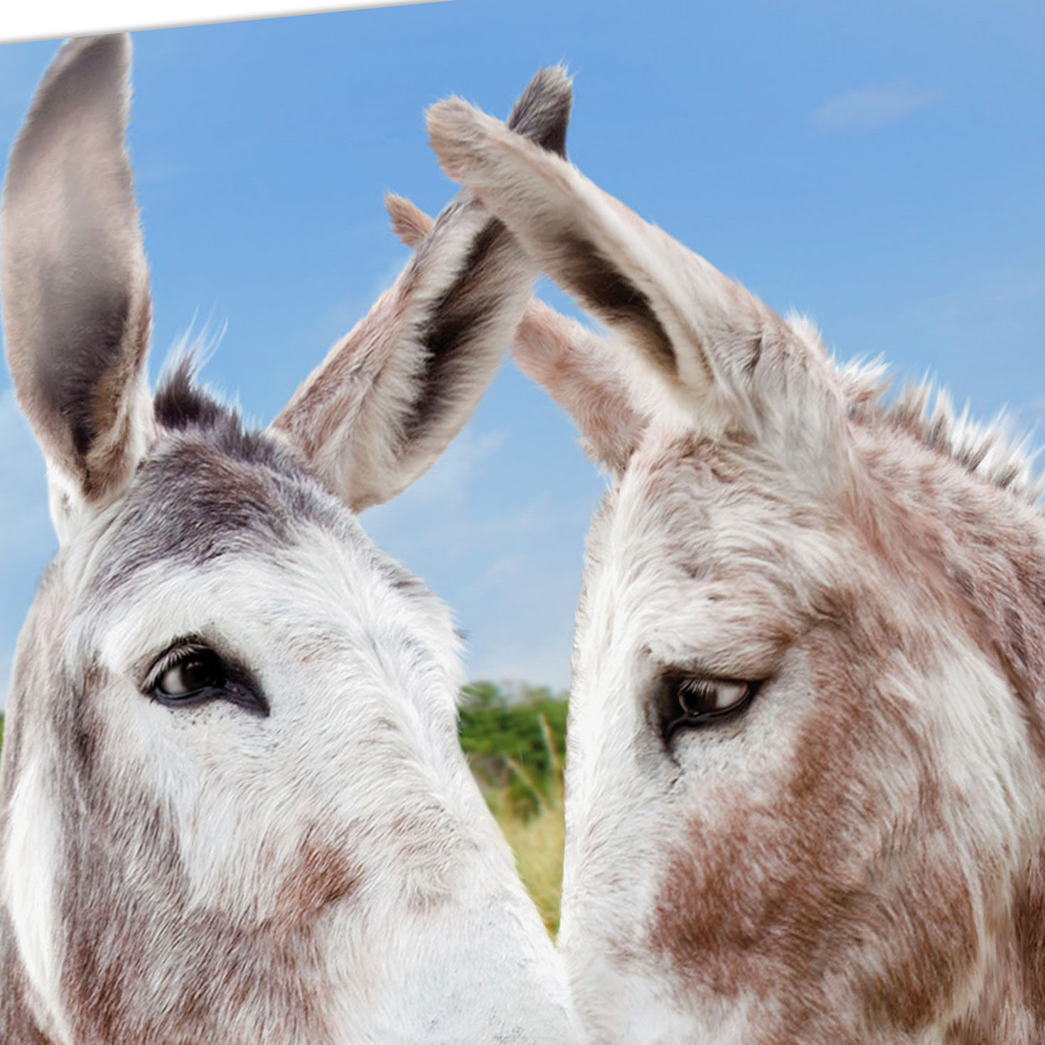 Adult Donkey Funny Anniversary Card Card Front Detail image number 4