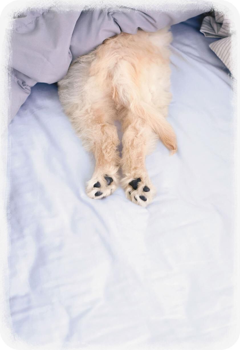 Puppy Under the Covers Encouragement Card
