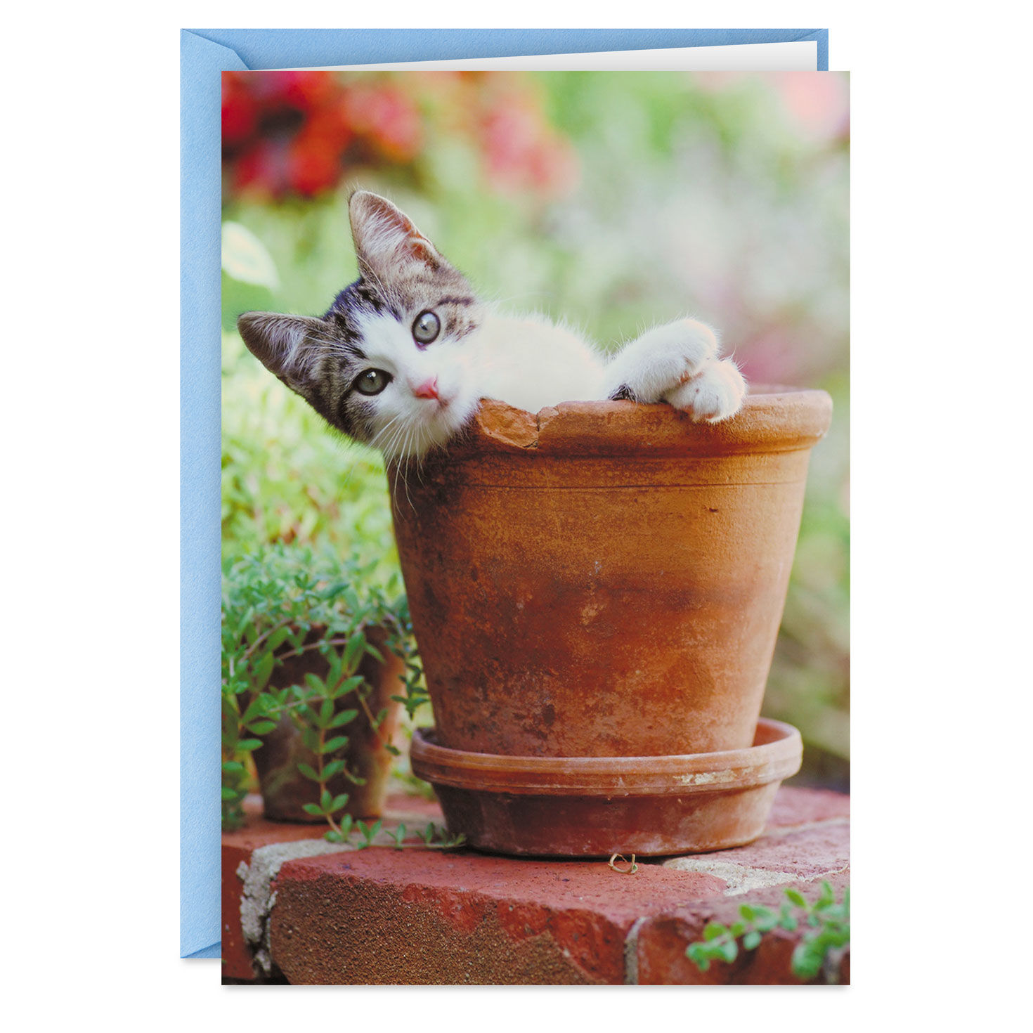 Grew You a Cat Funny Birthday Card - Greeting Cards | Hallmark