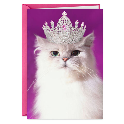 Funny Birthday Cards Shoebox Cards Hallmark