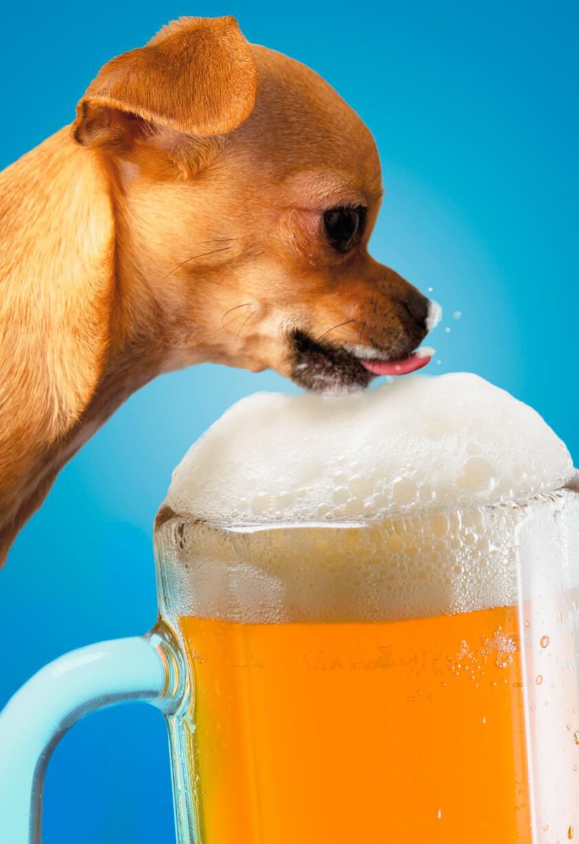 Chihuahua Drinking Beer Father's Day Card