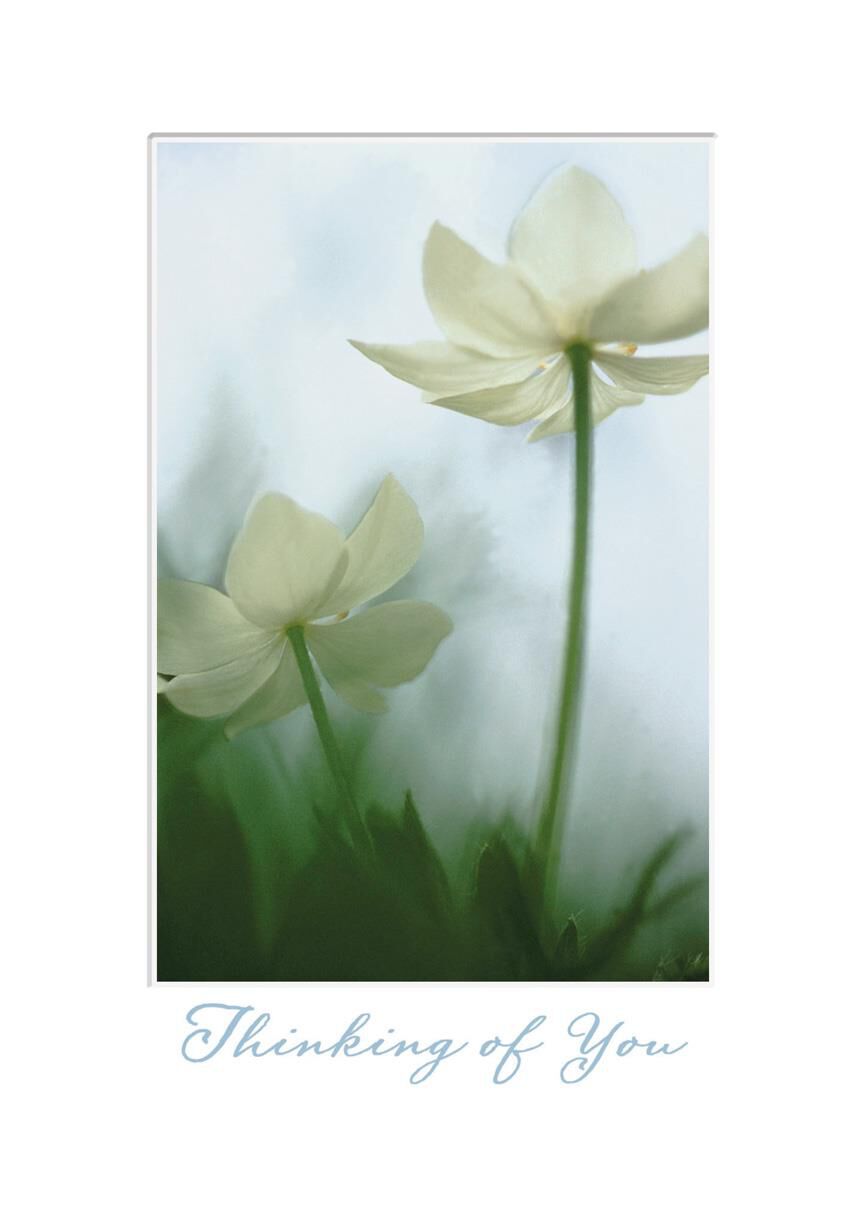 Paperwhite Blossoms Sympathy Card
