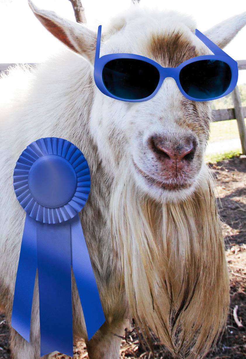 Blue Ribbon Goat Funny Congratulations Card