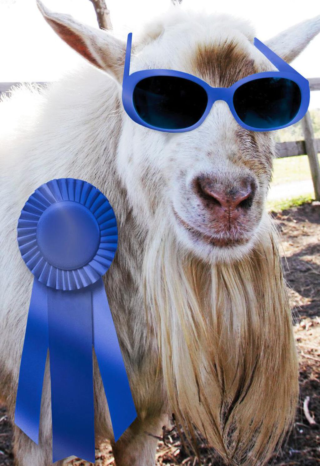 Blue-Ribbon-Goat-Funny-Congratulations-C
