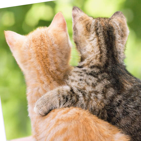 A Friend Like You Two Kittens Friendship Card, , large image number 4