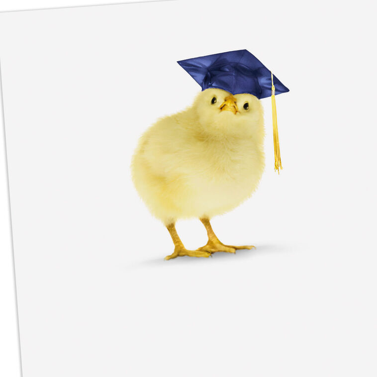 Baby Chick in Grad Cap Funny Graduation Card  image number 4