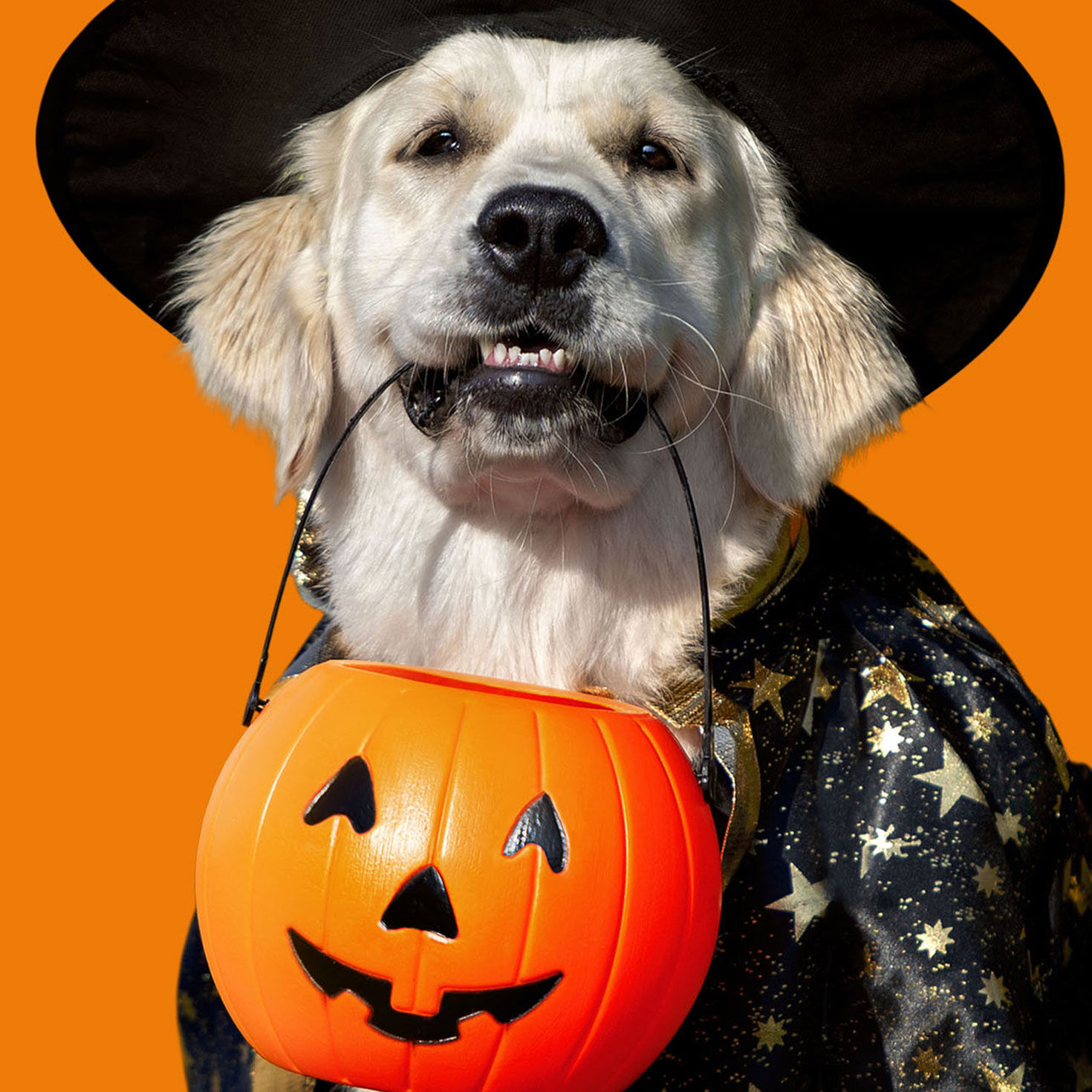 All Your Favorite Treats Funny Halloween Card, , large image number 4