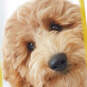 3.25" Mini Fluffy Puppy Dog Blank Card, , large image number 4