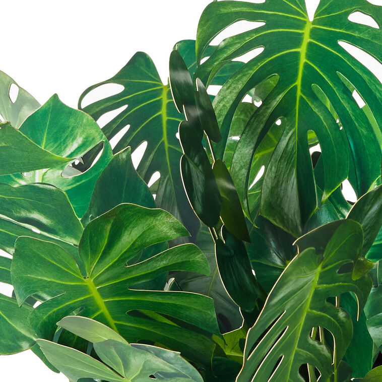 Build-a-Bouquet Monstera Pop-Up Paper Plant, Monstera Plant, large image number 4