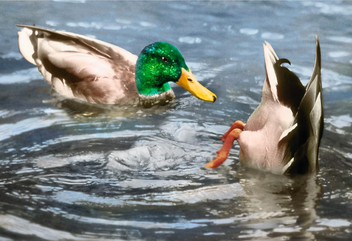 Diving Duck Funny Miss You Card