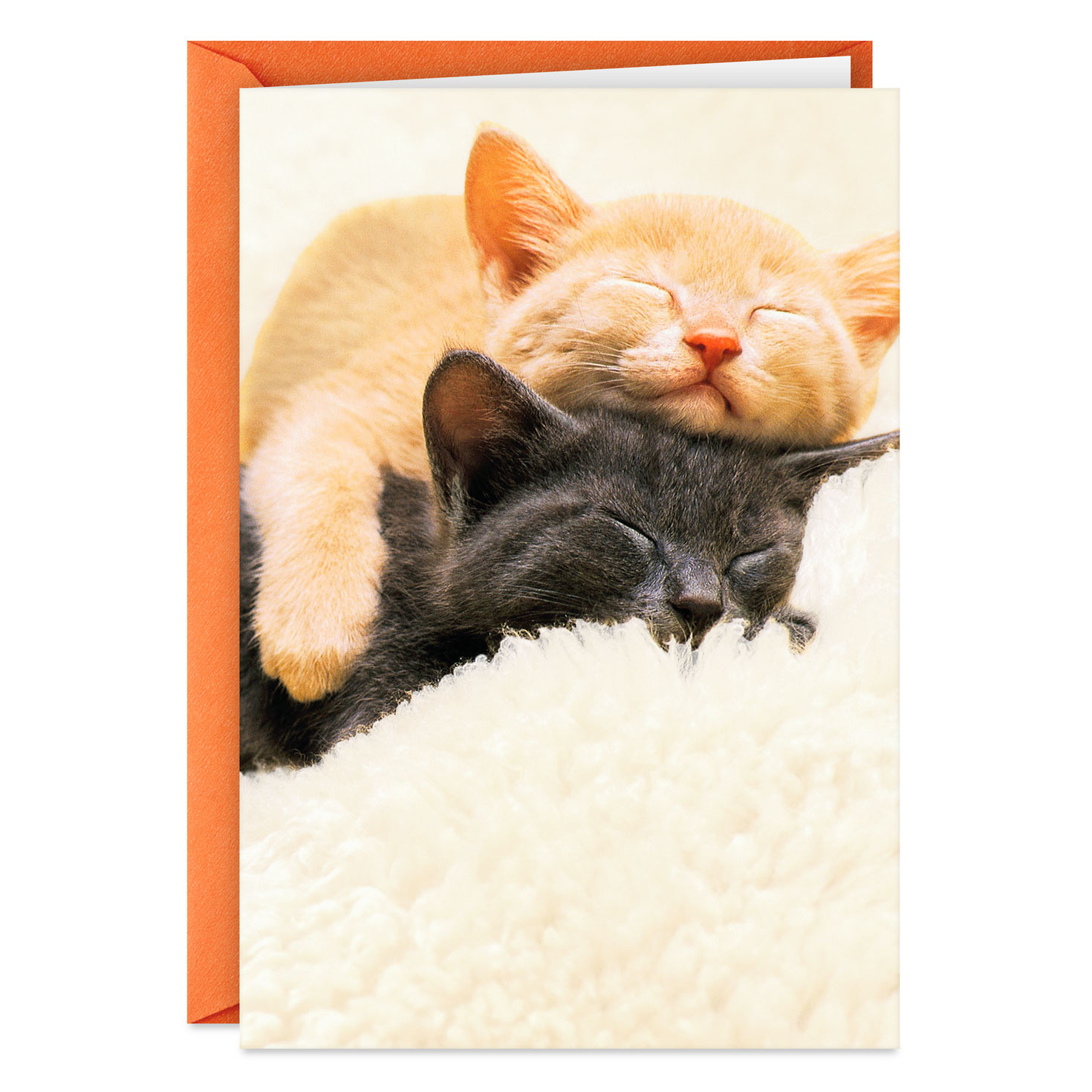 Spending All Nine Lives With You Love Card - Greeting Cards | Hallmark