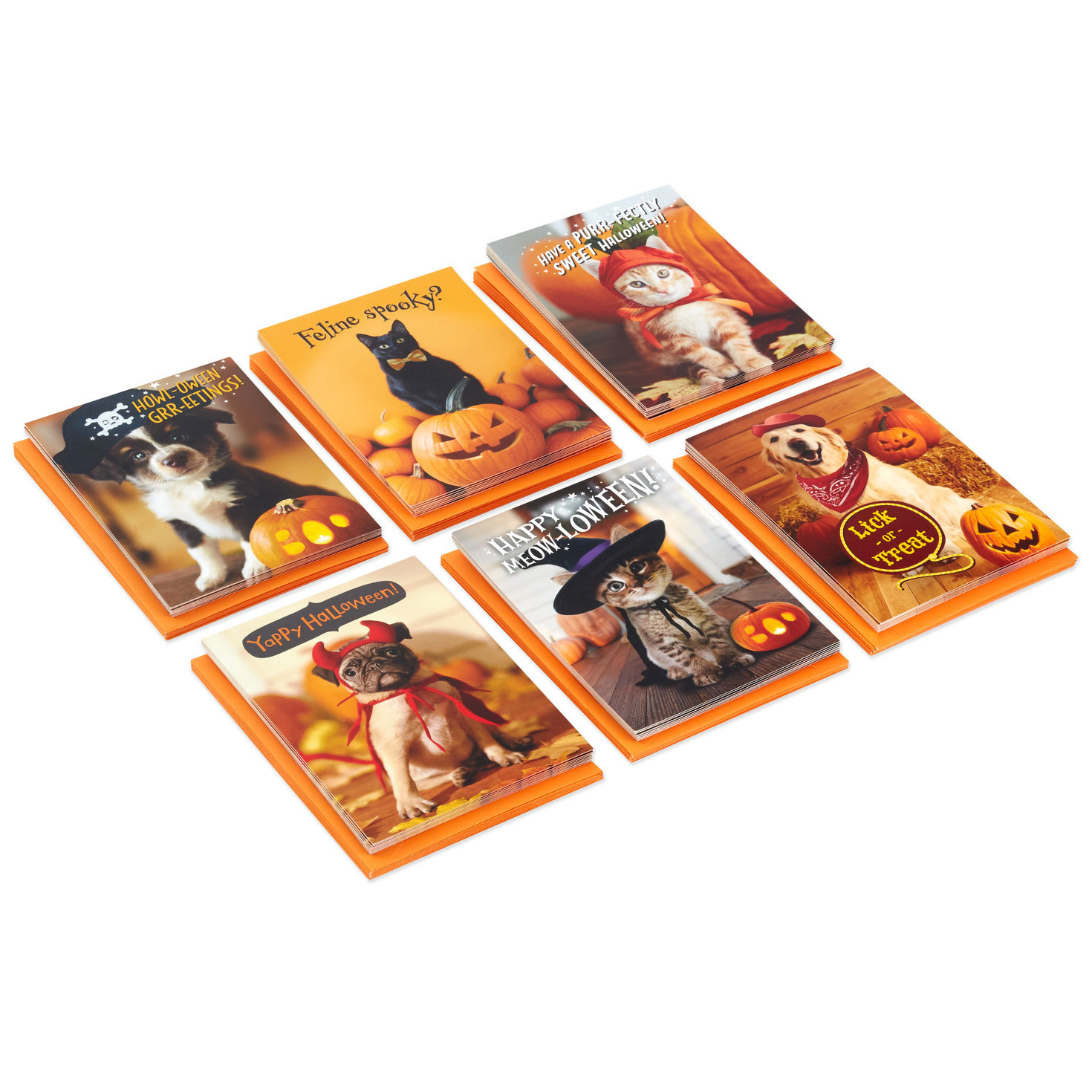 Pet Puns Boxed Halloween Cards Assortment, Pack of 48 Boxed Cards