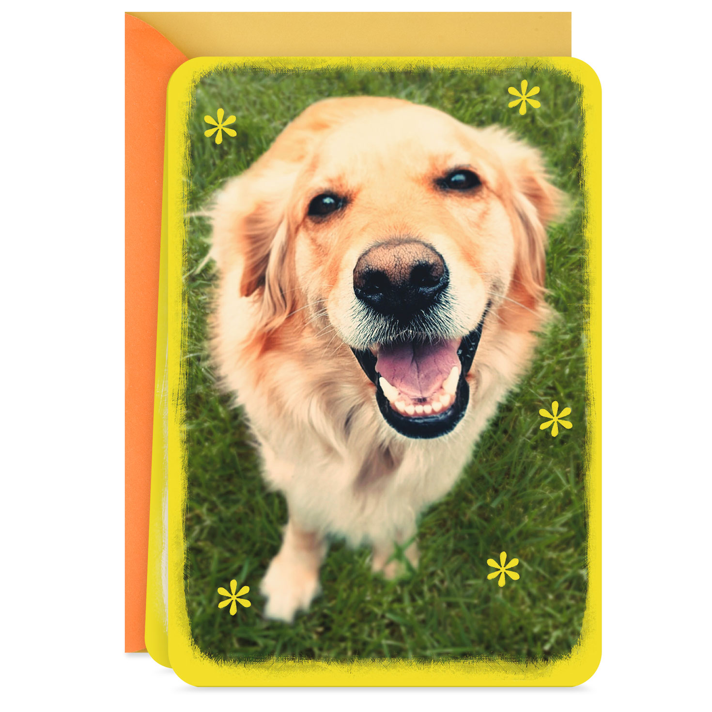 Smiling Dog Blank Card - Greeting Cards | Hallmark